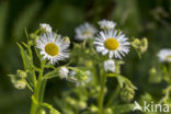 Sweet Scabious / White Top (Erigeron annuus)