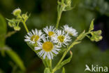 Sweet Scabious / White Top (Erigeron annuus)