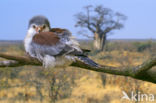 Afrikaanse dwergvalk (Polihierax semitorquatus)