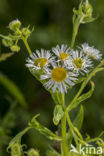 Sweet Scabious / White Top (Erigeron annuus)