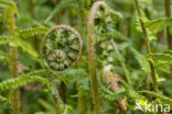 Mannetjesvaren (Dryopteris filix-mas)