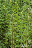 Mannetjesvaren (Dryopteris filix-mas)