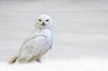 Snowy Owl (Bubo scandiacus)