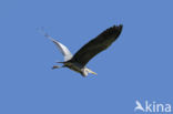 Grey Heron (Ardea cinerea)