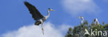 Blauwe Reiger (Ardea cinerea)