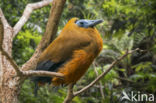 Perissocephalus tricolor