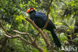 Violet Turaco (Musophaga violacea)