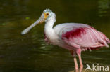 Roseate spoonbill (Platalea ajaja)