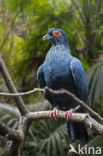 Madagaskar Blauwe Duif (Alectroenas madagascariensis)