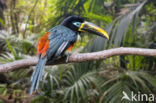 Chestnut-eared Aracari (Pteroglossus castanotis)