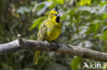 Yellow Cardinal (Gubernatrix cristata)