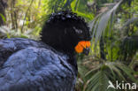 Red-billed Curassow (Crax blumenbachii)