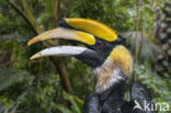 Dubbelhoornige Neushoornvogel (Buceros bicornis)