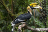 Great Hornbill (Buceros bicornis)