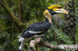 Dubbelhoornige Neushoornvogel (Buceros bicornis)