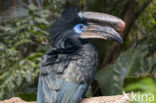 Blauwkeelneushoornvogel (Ceratogymna atrata)