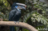 Blauwkeelneushoornvogel (Ceratogymna atrata)