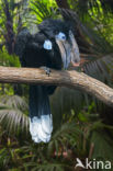 Blauwkeelneushoornvogel (Ceratogymna atrata)