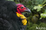 Australian Brush-turkey (Alectura lathami)