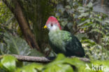 roodkuiftoerako (Tauraco erythrolophus)