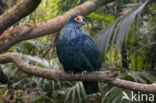 Madagaskar Blauwe Duif (Alectroenas madagascariensis)