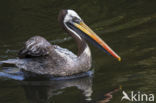 Chilipelikaan (Pelecanus thagus)