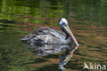 Chilipelikaan (Pelecanus thagus)