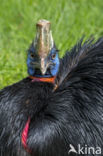 Northern Cassowary (Casuarius unappendiculatus)