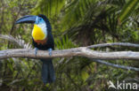 Groensnaveltoekan (Ramphastos vitellinus)