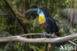 Groensnaveltoekan (Ramphastos vitellinus)