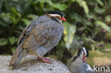 Arabische Steenpatrijs (Alectoris melanocephala)