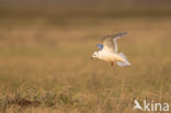 Ross s gull (Rhodostethia rosea)