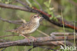 Lanceolated Warbler (Locustella lanceolata)