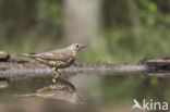 Mistle Thrush (Turdus viscivorus)