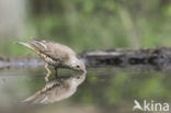 Mistle Thrush (Turdus viscivorus)