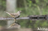 Grote Lijster (Turdus viscivorus)