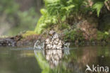 Grote Lijster (Turdus viscivorus)