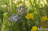 Marbled White (Melanargia galathea)