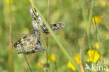 Dambordje (Melanargia galathea)