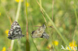 Marbled White (Melanargia galathea)