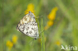 Dambordje (Melanargia galathea)