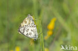 Dambordje (Melanargia galathea)