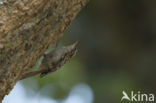 Boomkruiper (Certhia brachydactyla)