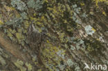 Short-toed Tree Creeper (Certhia brachydactyla)