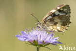 Dambordje (Melanargia galathea)