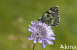 Marbled White (Melanargia galathea)