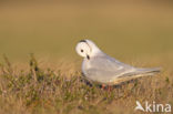 Ross s gull (Rhodostethia rosea)