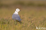 Ross s gull (Rhodostethia rosea)