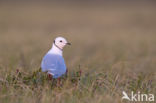 Ross s gull (Rhodostethia rosea)