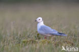 Ross s gull (Rhodostethia rosea)